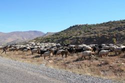 Göçerler dönmeye başladı