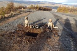 Bingöl’de yola yerleştirilen 2 bomba imha edildi