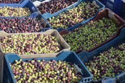 Hilvan’da zeytin hasadına başlandı