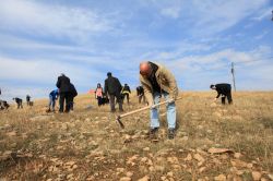 Batı Raman Kampüsüne 20 bin meşe palamudu dikildi