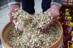 Aktarcılar sinüzit için papatyayı öneriyor