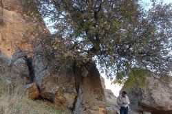 Alıç ağacının kökleri büyük kayayı parçaladı