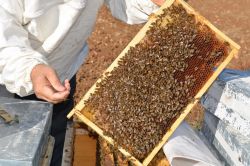 Gercüşlü arıcılar bu yılki bal hasadından memnun