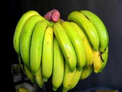 ‘Yerli muz üretiminde her geçen yıl artış olacak’