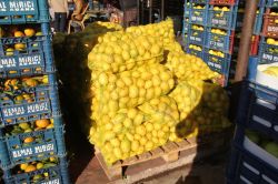 “Narenciye için yeni pazarlar bulunmalı”