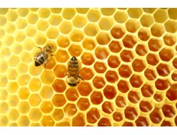 Balın Mucize Etkisi Bir Daha Kanıtlandı