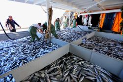 Trolle avlanmaya tepki