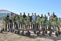 Batman Üniversitesi Kampüs alanına çam fidanı dikimi