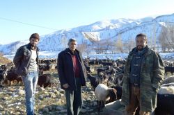 Hayvanları telef olan köylüler yardım bekliyor