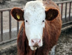 Iğdır'da 'Sığır Çiçeği' karantinası