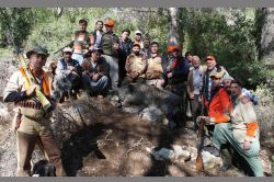 Zararlarından bıkan köylüler domuz avına çıktı