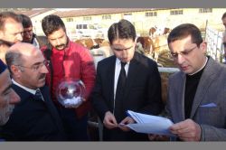 Bingöl’de Simental cinsi damızlık boğa dağıtıldı