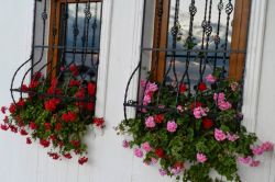 İthal fidelerle Türkiye’ye yeni hastalıklar geliyor