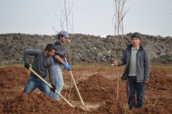 Hilvanlı çiftçiler badem ekimine önem veriyor