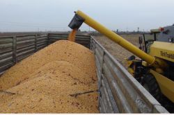 Kızıltepe ovasında mısır dane kaybı denetimi yapıldı