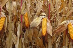 Mısır’da fiyatın düşük olması çiftçileri mağdur ediyor