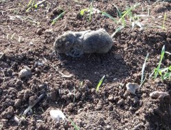 Çınar’da tarlaları fareler bastı-video-foto