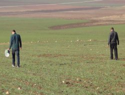 Çınar'da tarla fareleriyle mücadelede önemli uyarılar