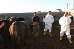 Van’da ‘Şap hastalığı’ alarmı