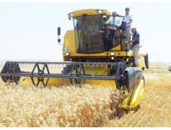 Bakan Eker Buğday Hasadı Yaptı