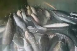 Tarsus’ta usulsüz balık avlayanlar yakalandı