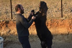 Batman’da ilk defa Halep keçisi yetiştiriciliği