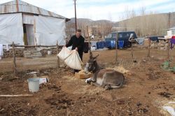 Gebe ve ayağı kırık eşeğe 20 gündür bakıyor