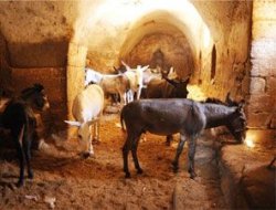 Çöpçü eşeklere klasik müzik terapisi