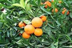 ‘Rusya mağduru narenciye üreticisine destek verilsin!’