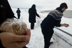 Van'da sahipsiz hayvanlar için yem bırakıldı