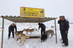 Gaziantep’te hayvanlar için özel beslenme noktaları oluşturuldu