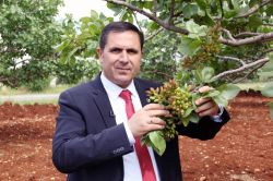 Antep fıstığı altın çağını yaşıyor