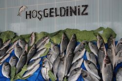 Van balığı yeterince tanıtılmıyor