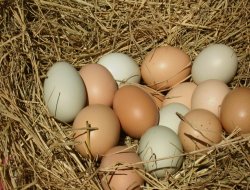 TÜİK kümes hayvancılığı üretimini açıkladı