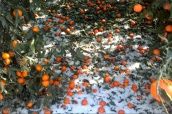 Ceviz büyüklüğünde yağan dolu çiftçiyi olumsuz etkiledi