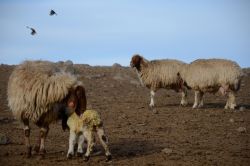 Ceylanpınar TİGEM’de 25 bin kuzu elde edildi