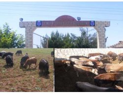 Hayvan Hırsızlığından Bir Kişi Tutuklandı