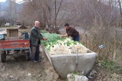 Yeşil soğan fiyatları üreticiyi sevindirdi