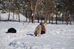 2015 yılında Ağrı’da 233 kişi köpekler tarafından ısırıldı