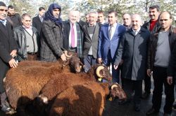 Bingöl’de 41 yetiştiriciye  227 koç dağıtıldı