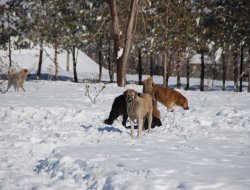 Di sala 2015an de li Agirîyê 233 kes ji teref kuçikan ve hatin gezkirin
