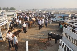 Batman’da canlı hayvan nakil uyarısı