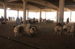 Şanlıurfa’da canlı hayvan pazarı kapatıldı