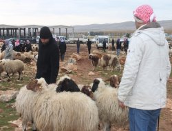 Îddîaya nexweşiya şapê Rihayiyan mexdûr kir