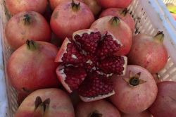 Yaşanan krizler Nar üreticisini de olumsuz etkiledi