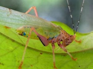 46 Yeni Canlı Türü Keşfedildi!