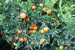 “Zarar gören narenciyelerin hasar tespiti yapılmalı”