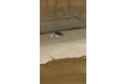 Derede yeni doğan bir bebeğin cesedi bulundu