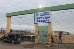 Şanlıurfa’da hayvan pazarı tekrar kapatıldı