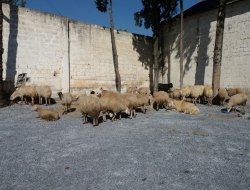 Ruhsatsız taşınan 70 koyuna el konuldu